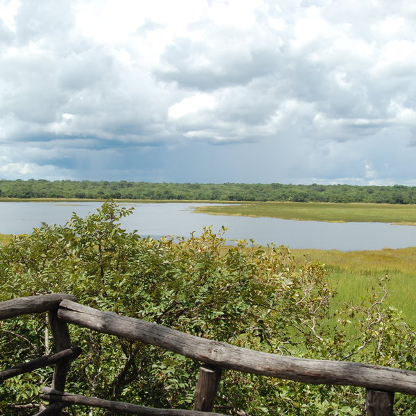 The Kasanka National Park has a tree-hide with a great view…