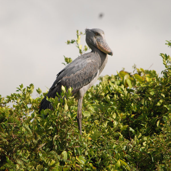 The amazing and very rare shoebill is resident to the Bangweulu Wetlands.