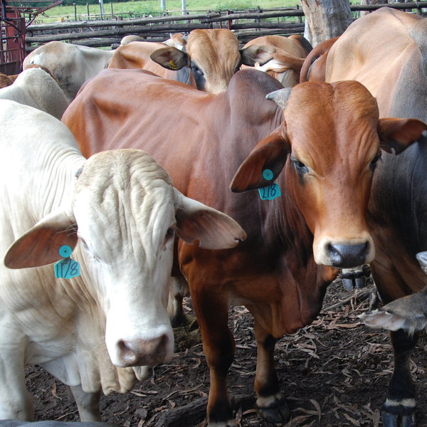 It is a working farm - the homemade yoghurt is definitely worth tasting…