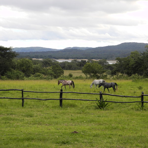 … and is home to many animals…