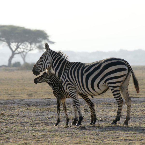 Early in the year, before the rains break, thousands of zebra foals are born ...