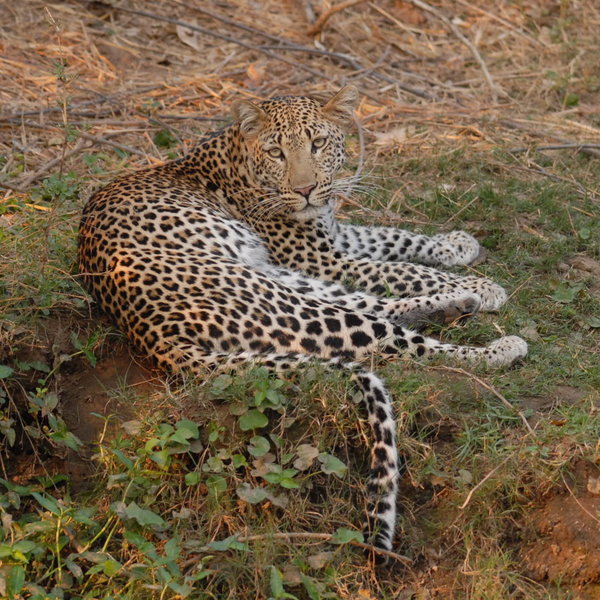 The Lower Zambezi National Park is located next to the Zambezi River.