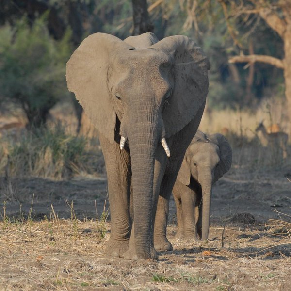 The main attraction is the area's game - elephants are likely to be found here…