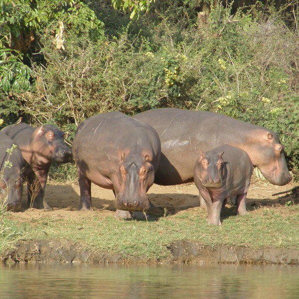 … as well as hippos…