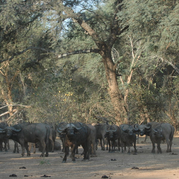 … and large numbers of buffalos.