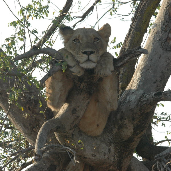 This attracts many predators, patiently waiting…