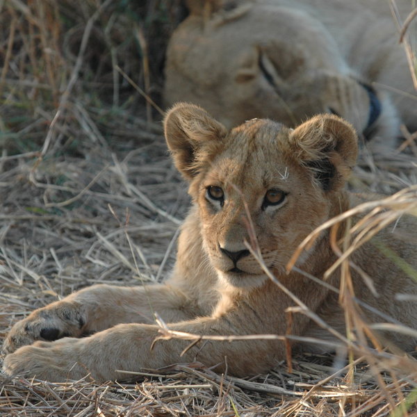 … or relaxing in the shade with the pride.
