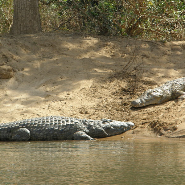 Whilst crocodiles wait on the shore of small islands for their next meal.