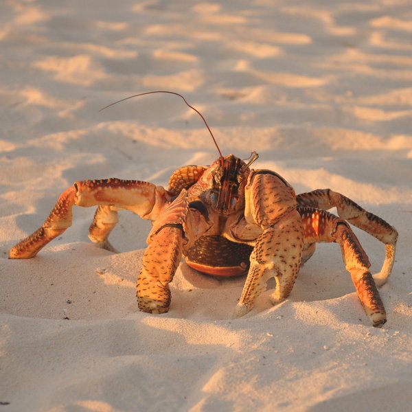 At night you might even spot the rare coconut crab…