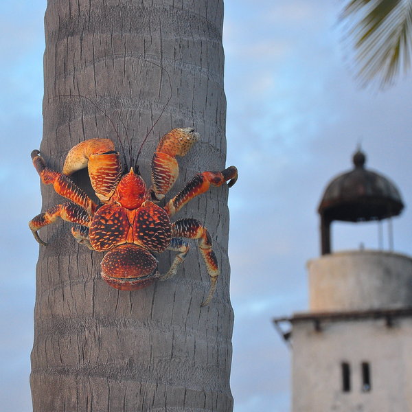 … which is able to climb up palms.