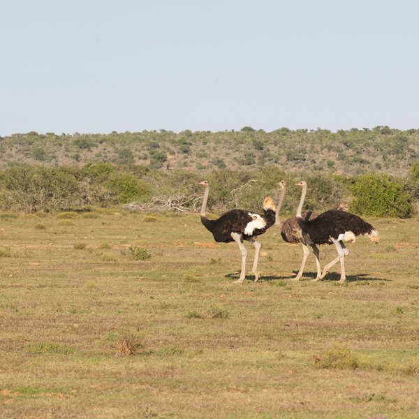 The reserve's landscape is relatively flat...