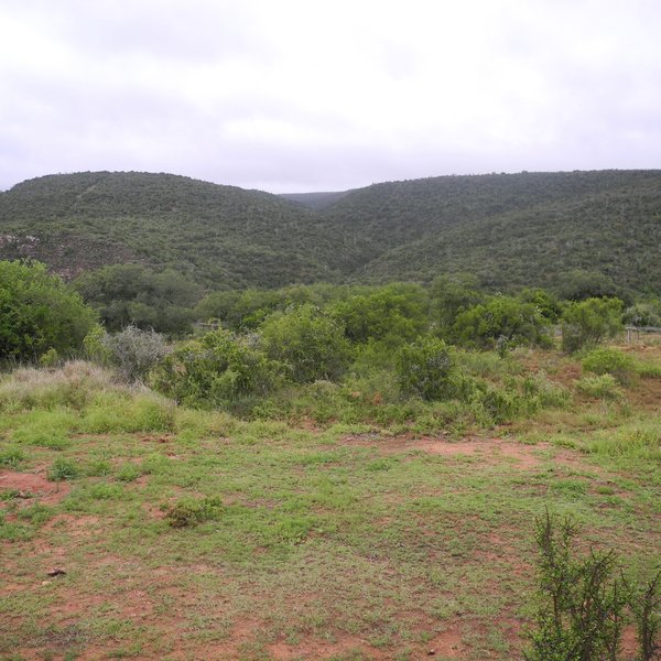It is dominated by lots of thickets,...