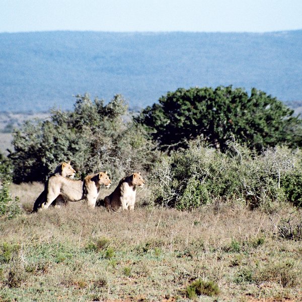 Given the slow-growing vegetation in this region,…