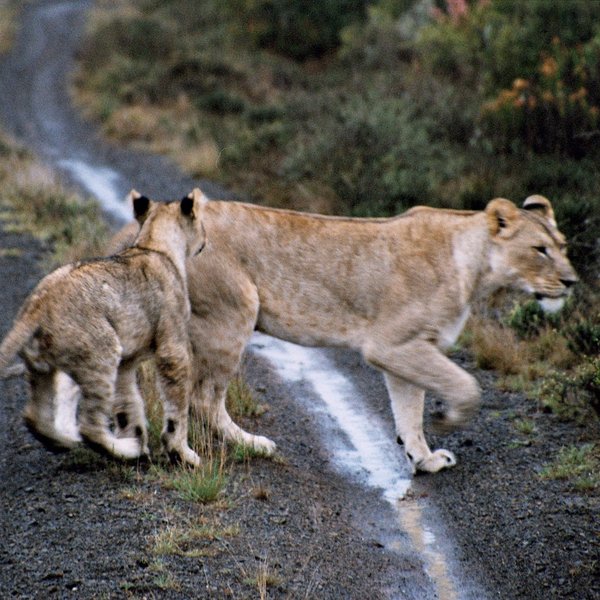 ...the amount of wildlife in the reserve is relatively good.