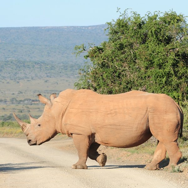 There are 7000 large mammals reported,...