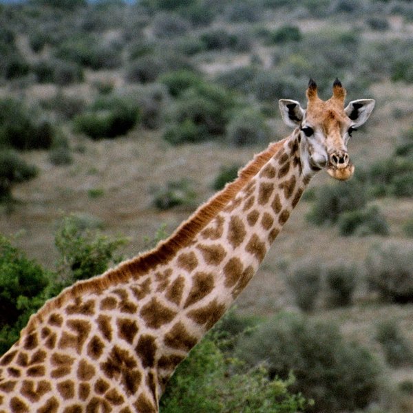 ...including species such as giraffe,...