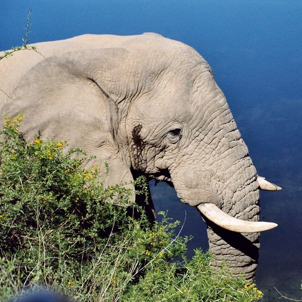 ...elephant, whether grey-coloured as usual...