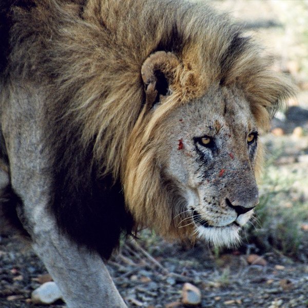...lion, about twelve of them in the reserve,...