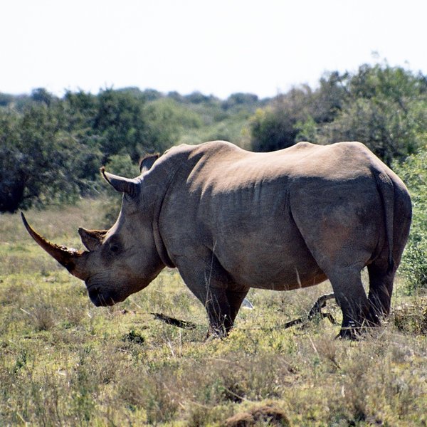 ...both black and white rhino...