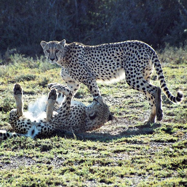 ...and cheetah,...