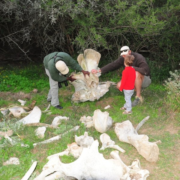 ...during one of the children's activities or a privately guided safari with their parents.