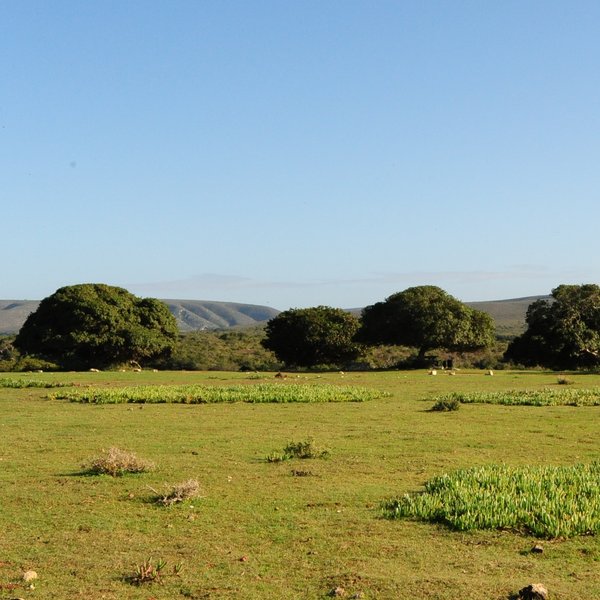 In the lowland fynbos…