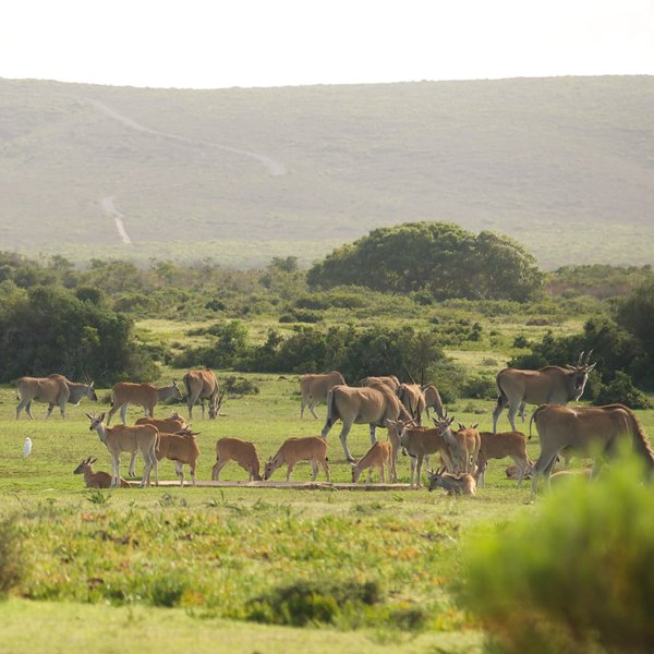 ...you’ll often find surprisingly large numbers of eland…