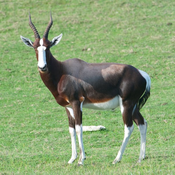 ...along with herds of bontebok and Cape mountain zebra…