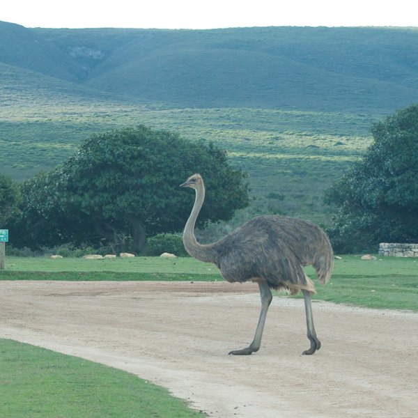 …and the ubiquitous ostrich.