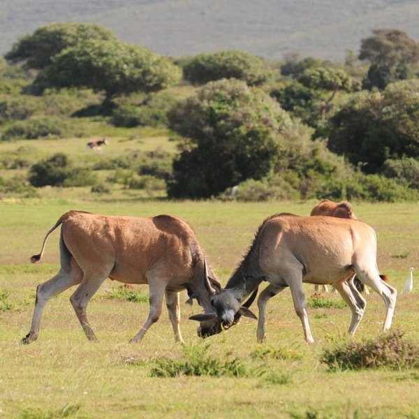 De Hoop Nature reserve is a small reserve in the Cape of South Africa.