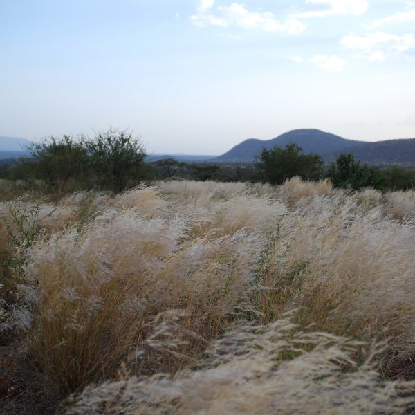 …as well as scrubby bushes, wild fig trees and the pink, desert rose.