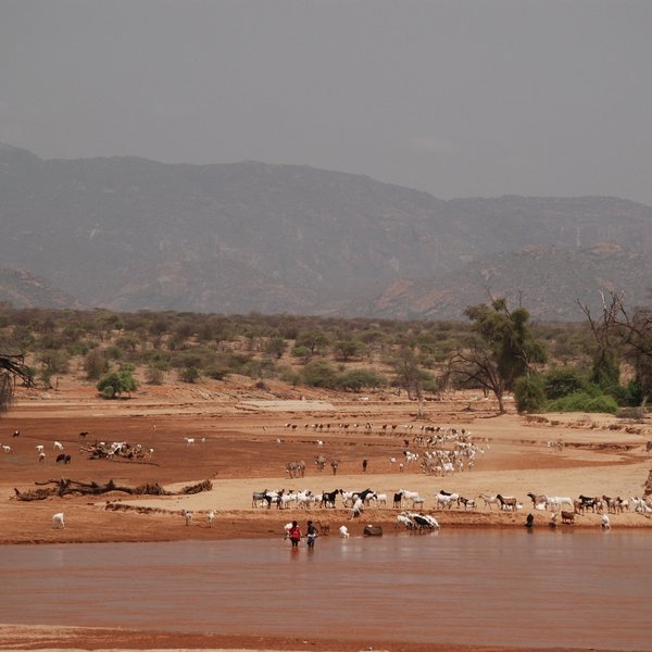 In the Samburu Reserve wildlife and birdlife are plentiful…