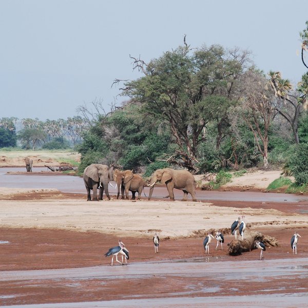 …where animals gather to drink and seek shade.