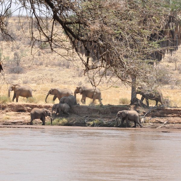 The dominant mammal in the reserve is the elephant…