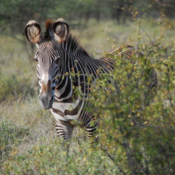 Samburu is also home to the Grevy’s zebra…