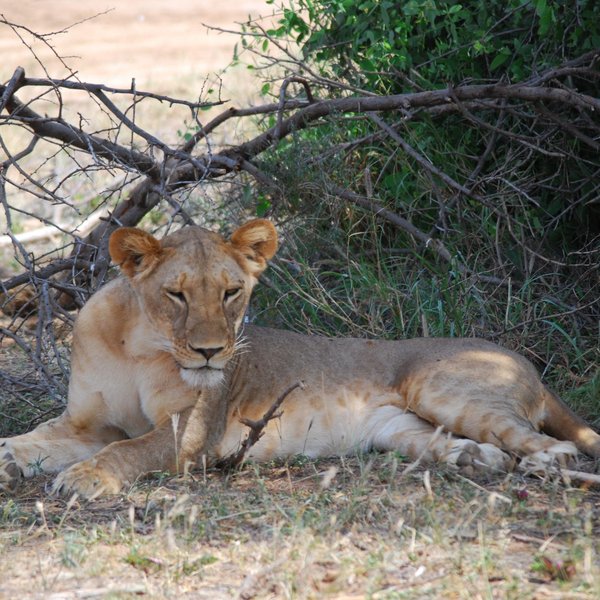 …leopard and lion…