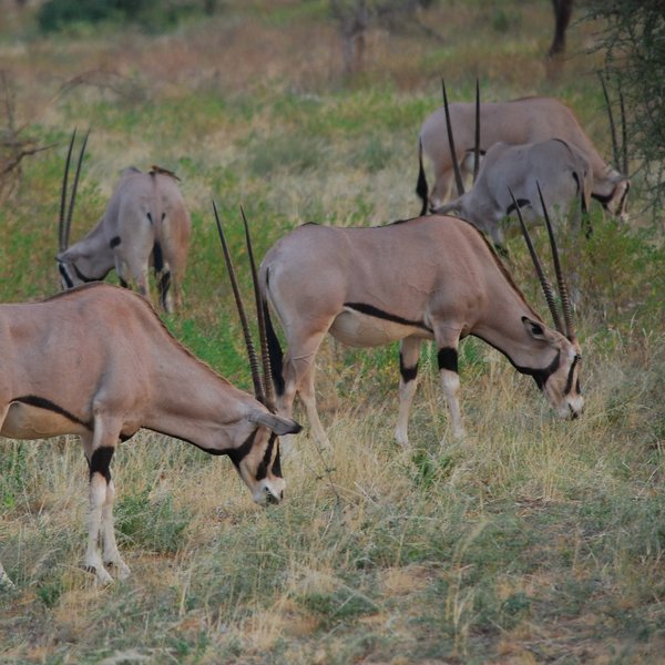 …the Beisa Oryx…