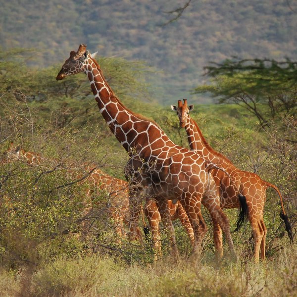 … reticulated giraffe…