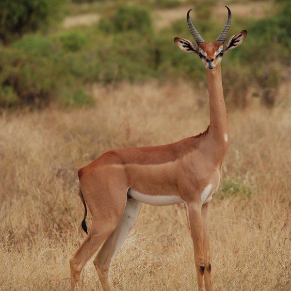 …as well as the unusual, long-necked gerenuk...
