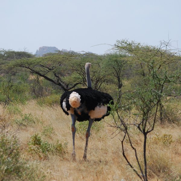 …and blue-skinned Somali Ostrich…