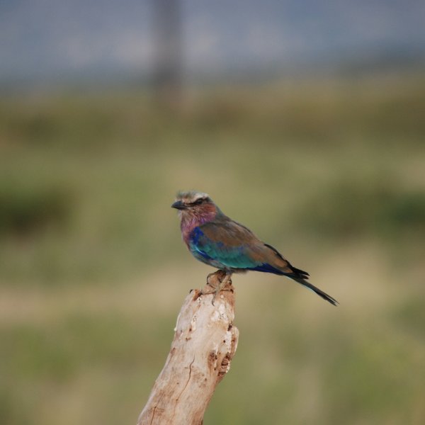 The birding here is excellent, with a very wide range of smaller birds…