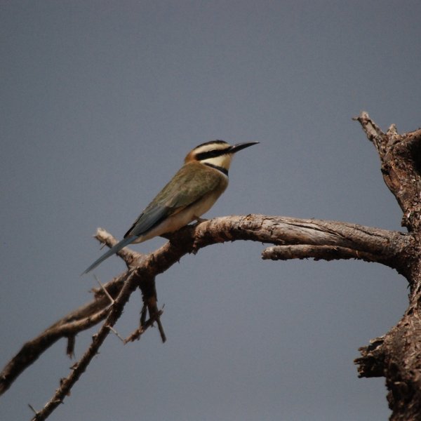…and birdwatchers can usually expect to see several dozen species.