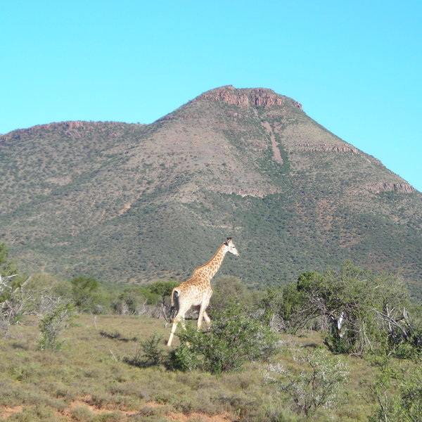 There is a variety of wildlife to spot; including giraffe ...