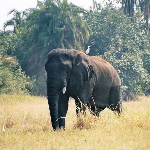 Big game can be found here, but it is more limited than other parks in East Africa.