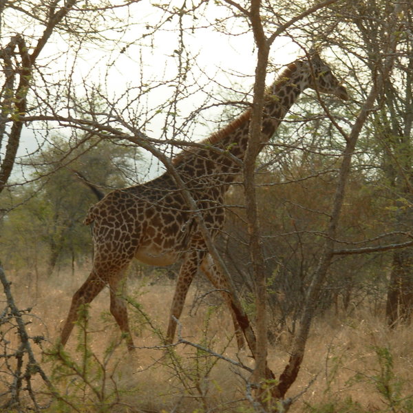 That said, populations of plains game are healthy, such as giraffe ...