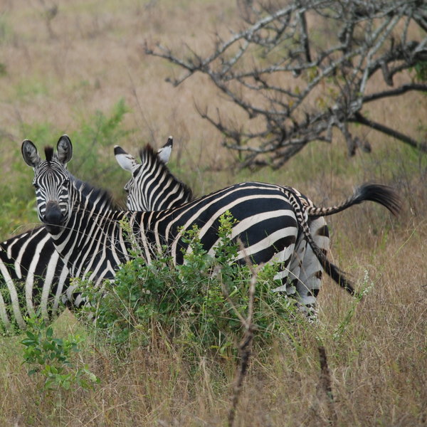 ... and zebras.