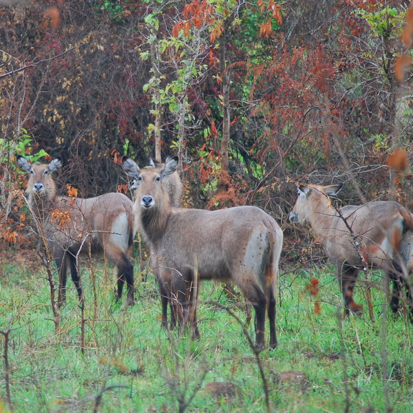 Inquisitive waterbuck are usually found in groups ...