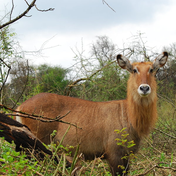 ... and are widely found in sub-Saharan Africa.