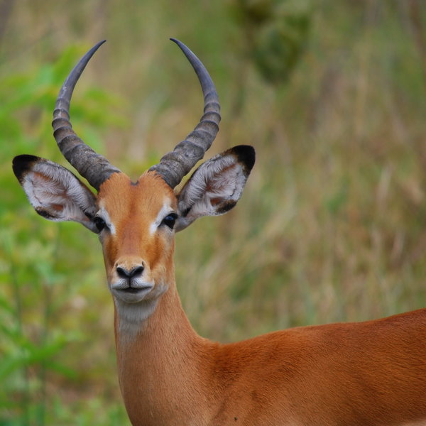 As are the common impala ...