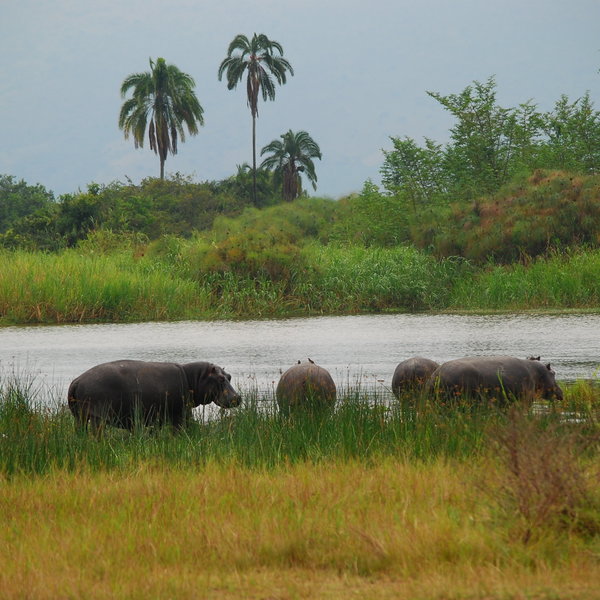 ... hippos ...